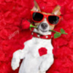 Meet your Posher, Hunter